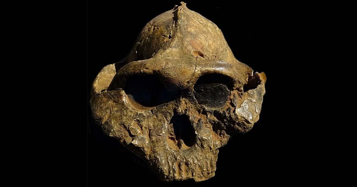 The skull of Paranthropus boisei, known as KNM ER 406, photographed at the Nairobi National Museum in August 2012.                    Source: Bjørn Christian Tørrissen/CC BY-SA 3.0
