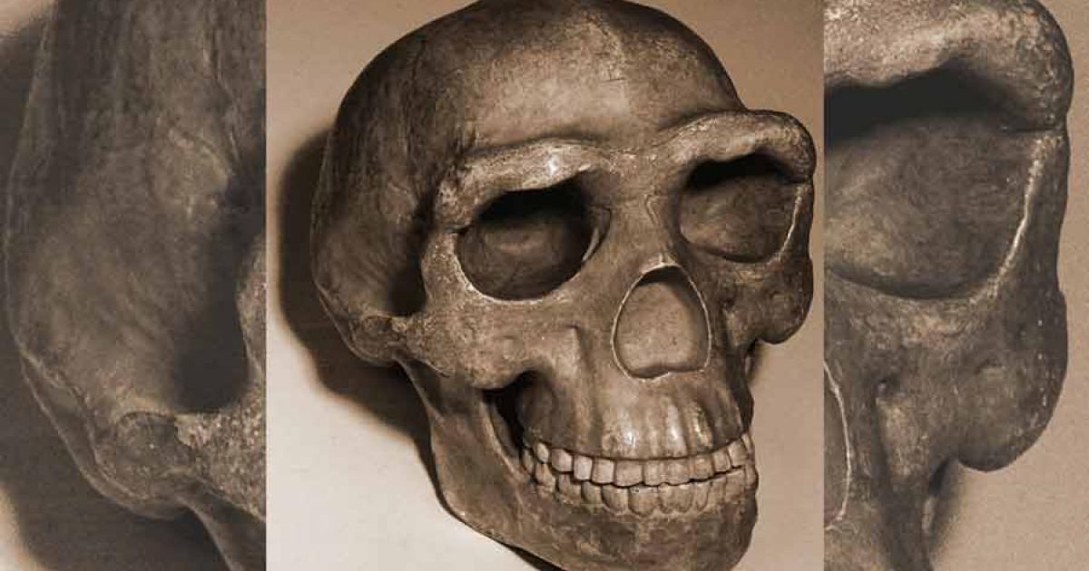 Reconstruction of the Peking man skull. Source: kevinzim / CC BY 2.0