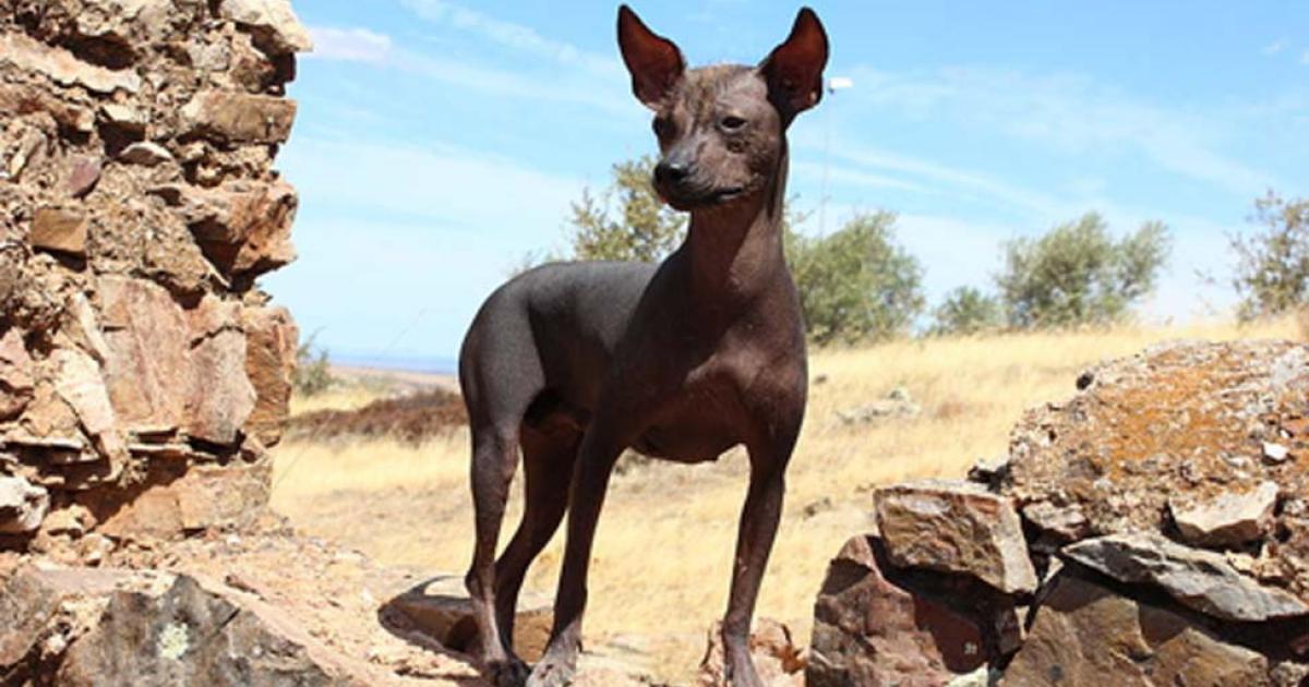 Peruvian hairless dog. Source: CC BY SA 3.0