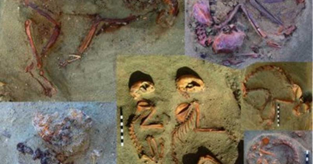 A Roman Era Pet Cemetery: 86 Cat Burials Discovered in Egypt