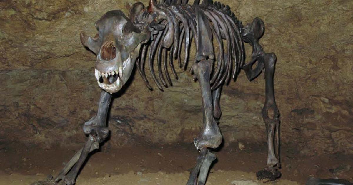 Strange Hole in 35,000yearold Russian Bear Skull Stumps Scientists