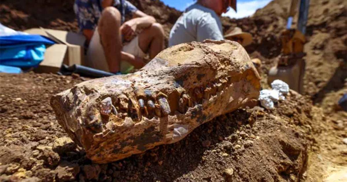 Plesiosaur skull fossil found with the complete body skeleton in Western Queensland.	Source: © Queensland Museum