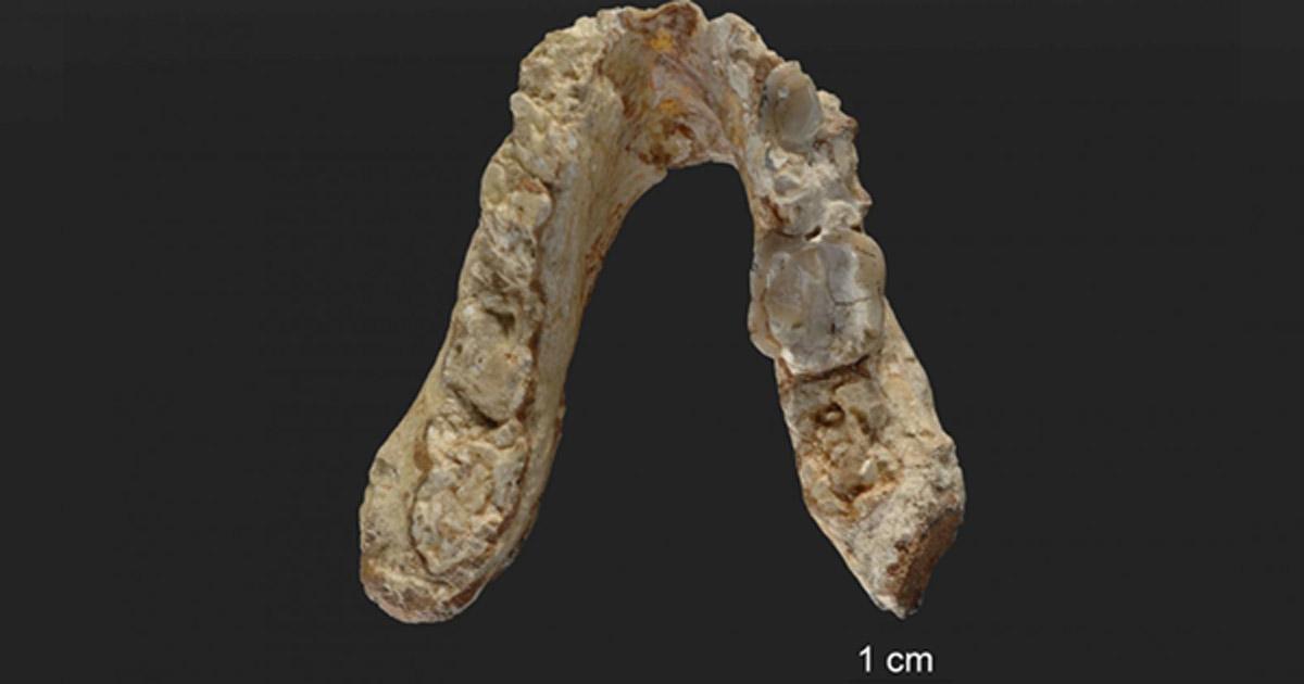 The lower jaw of the 7.175 million-year-old Graecopithecus freybergi (El Graeco) from Pyrgos Vassilissis, Greece (today in metropolitan Athens).