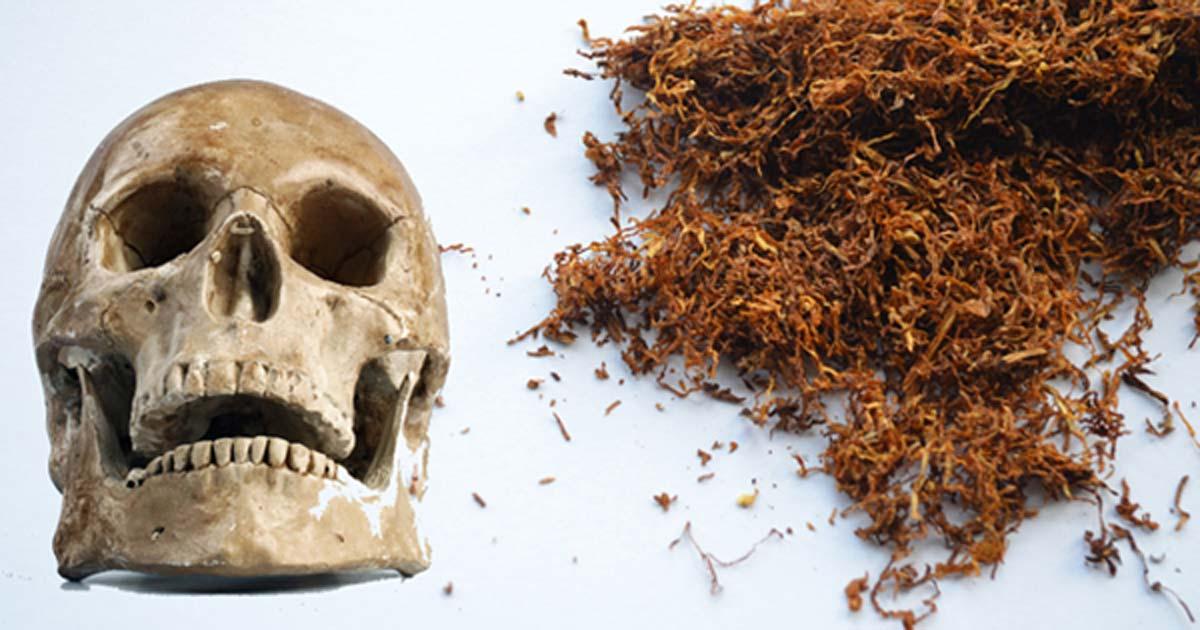 A human skull (Public Domain) and tobacco. (Public Domain)