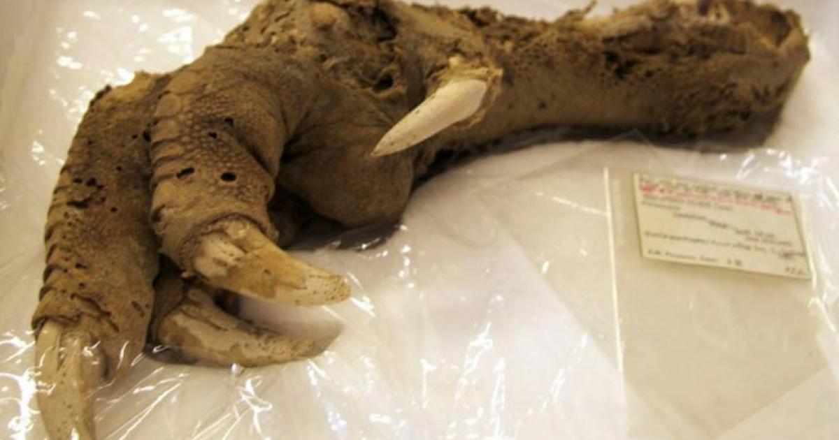  Preserved Megalapteryx (moa) foot, Natural History Museum