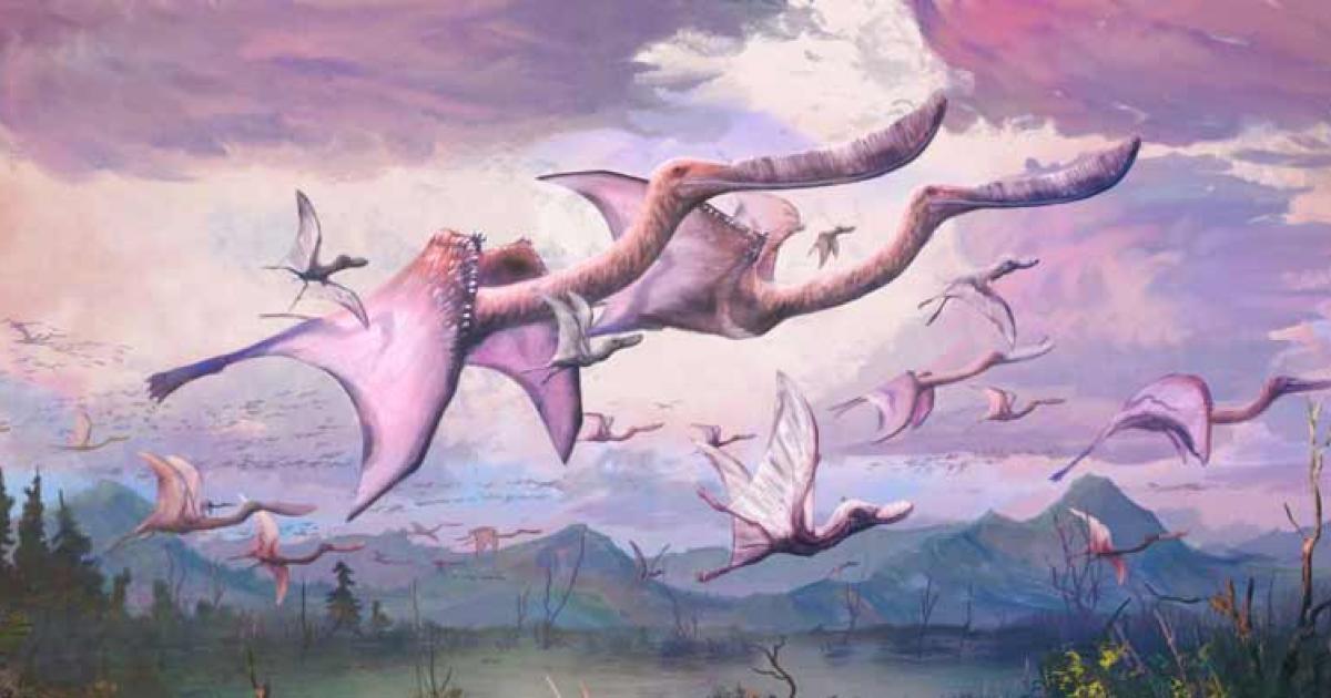 A flock of adult and hatchling flamingo-like pterosaurs, known as Pterodaustro guinazui, take flight in early Cretaceous-period Argentina.            Source: Dr Mark Witton / Nature
