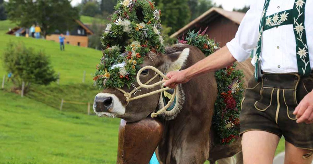 The celebration involves giving 3 cows to the Spanish. Source: U. J. Alexander / Adobe Stock.