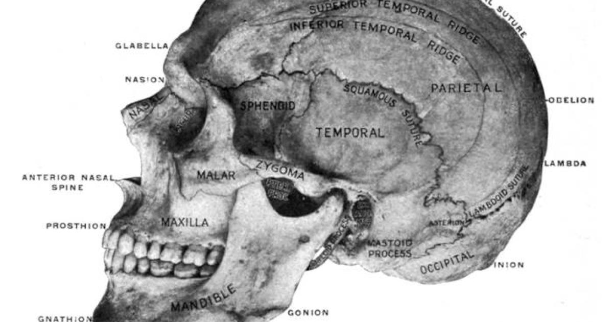Skull, viewed from the left side, showing the principal craniometric points.	 