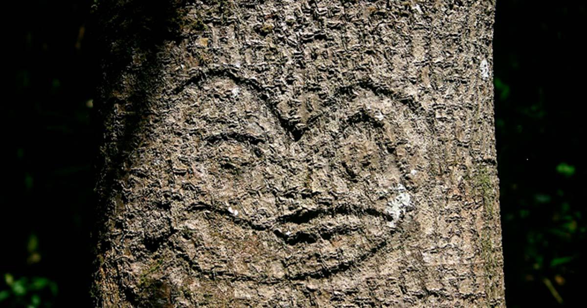 Rakau Momori Moriori tree carvings. Source: Royston Vasey / CC BY-SA 3.0