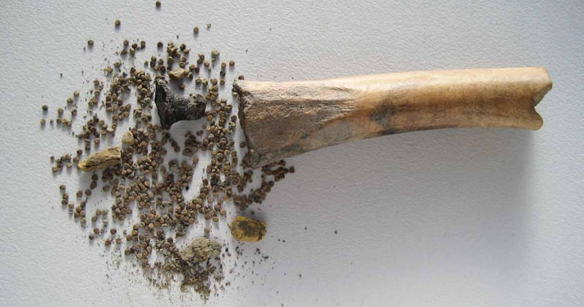 The bone, black henbane seeds and tar plug used to keep it sealed. Source: BIAC Consult