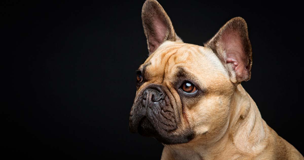 Study reveals Romans bred bulldog-like canines 2,000 years ago. Source: svetography / Adobe Stock
