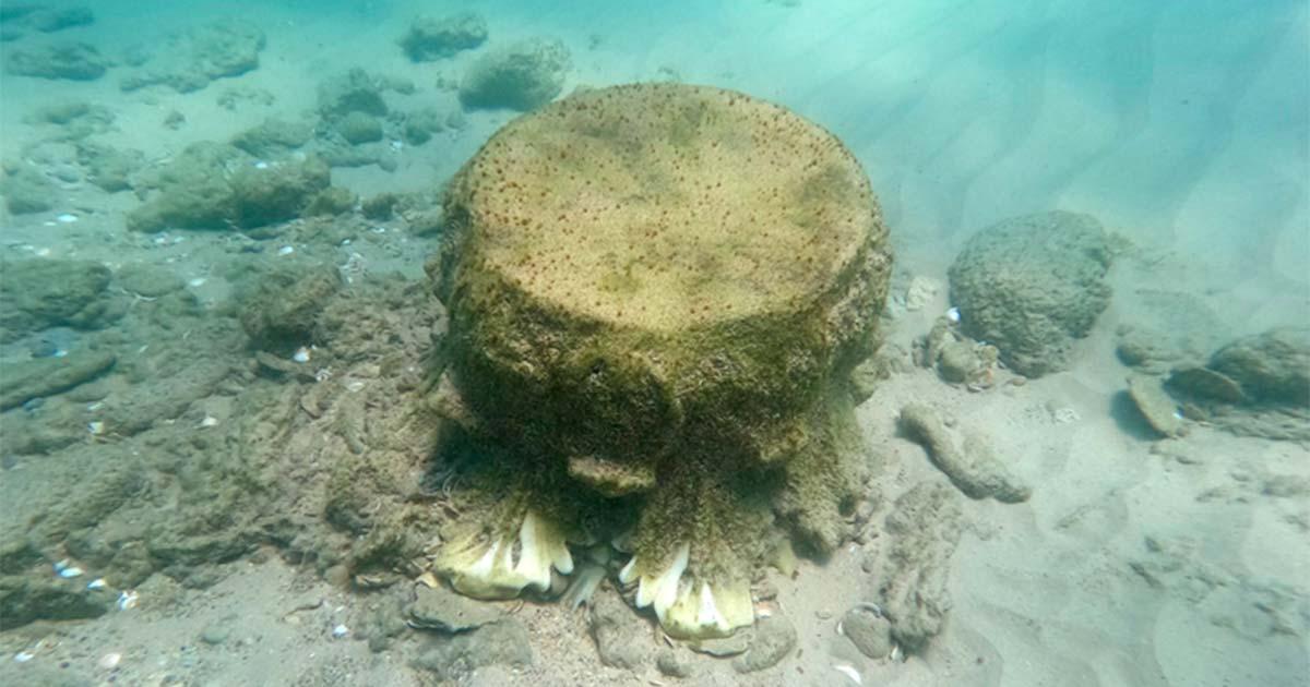 Corinthian columns spotted by swimmer in Israel have led to discovery of Roman shipwreck. Source: Israel Antiquities Authority