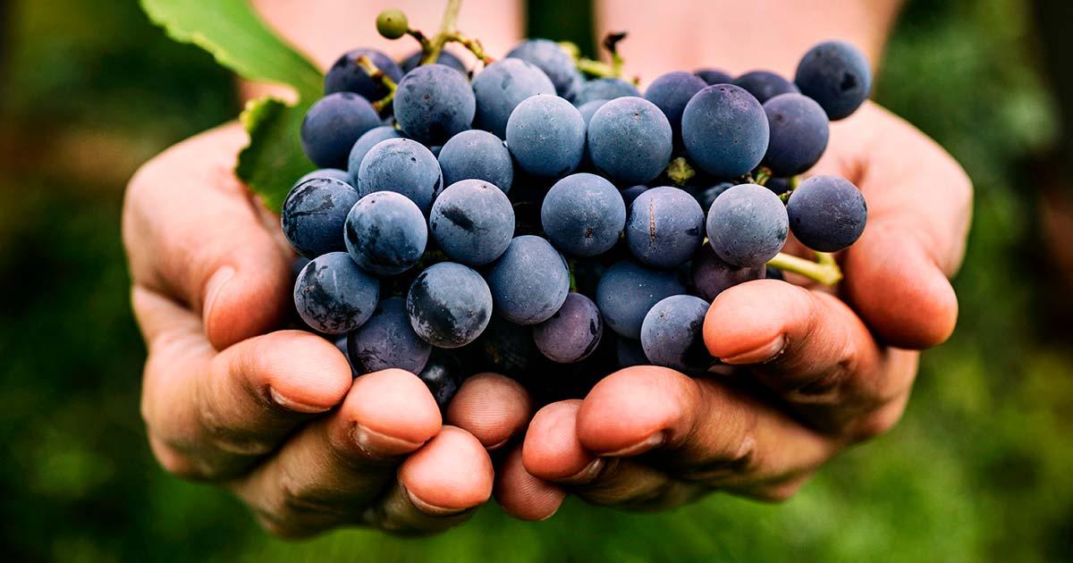 Evidence in East England has revealed that there were Roman vineyards in the area. Source: mythja / Adobe Stock