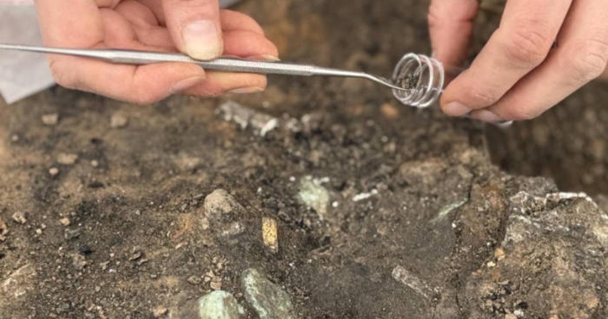 Release and withdrawal of the monetary deposit from the Roman bustum burial at Lamonzie-Saint-Martin, Dordogne, France.