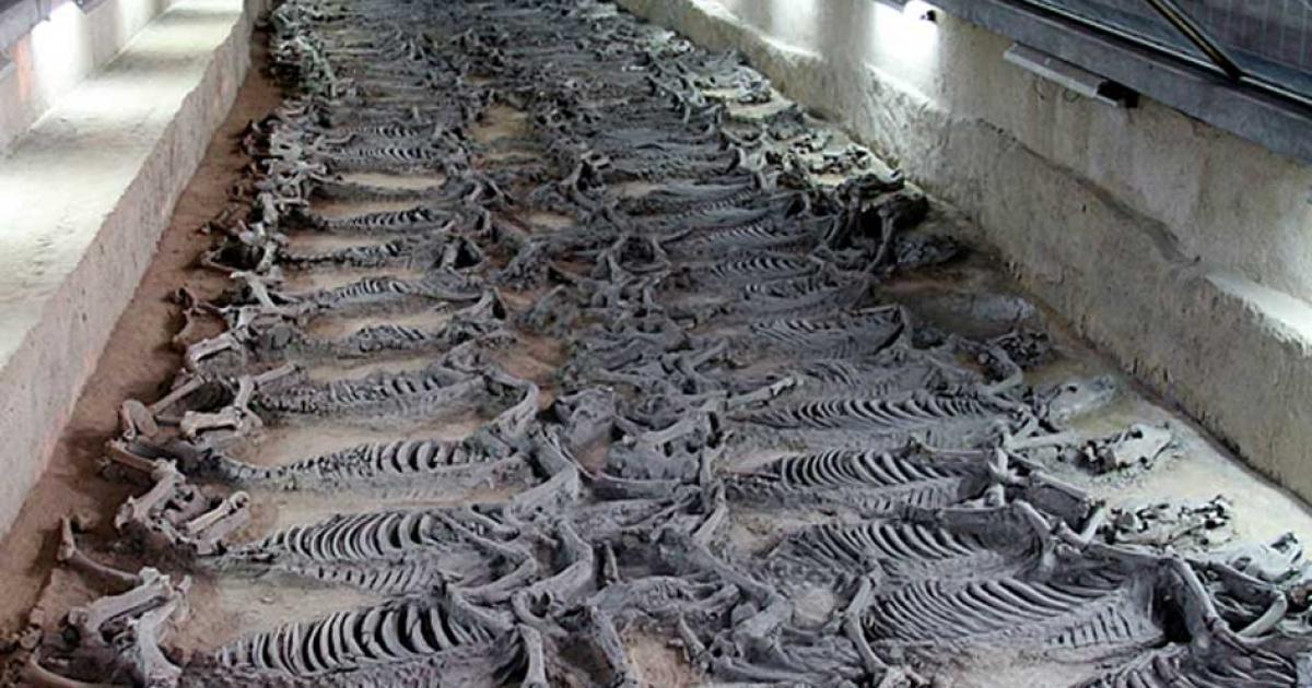 Archaeologists Unearth Gruesome Site Where Chinese Emperors Sacrificed Horses