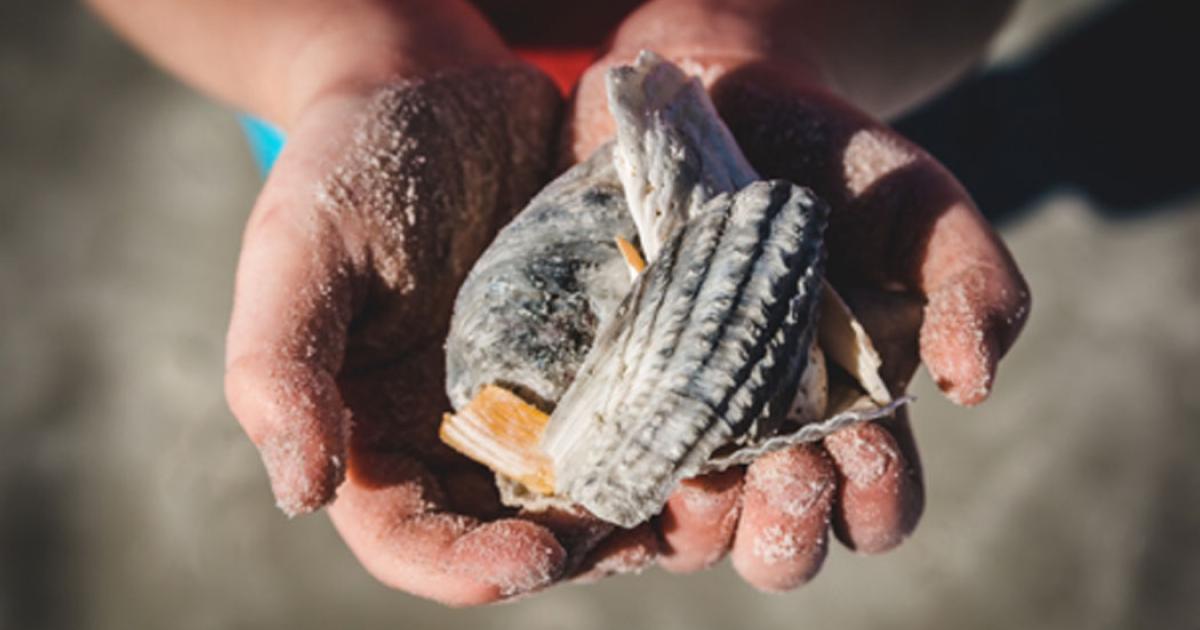 Ancient Saladoid child foraging for shellfish.