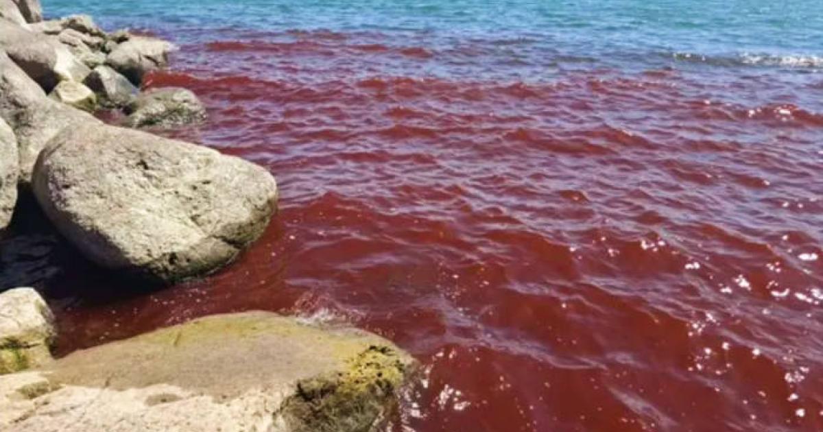 The Sea of Galilee showing reddish waters due to algae bloom in August 