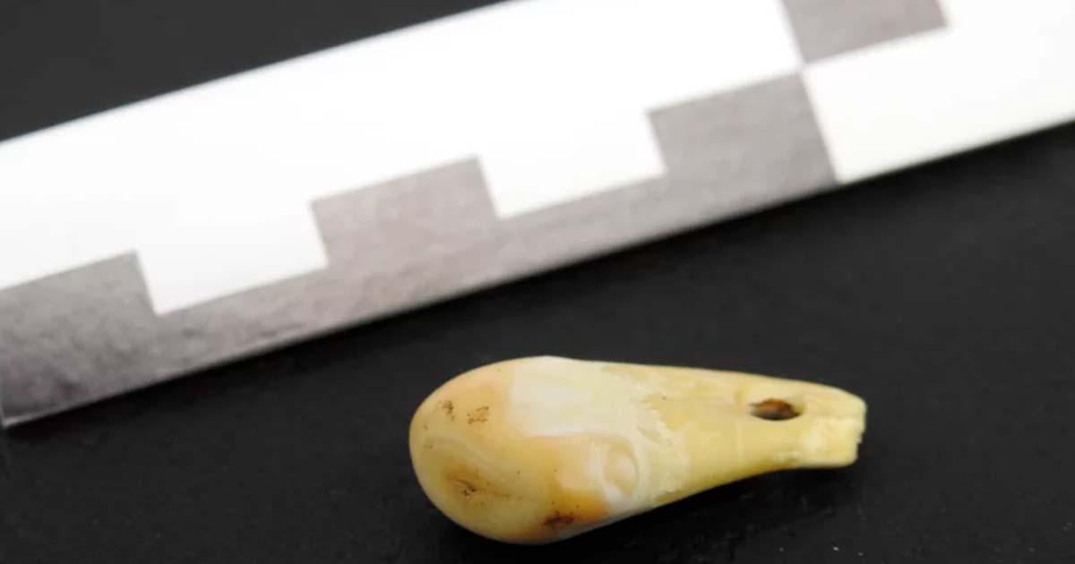 Pierced deer tooth discovered from Denisova Cave in southern Siberia that yielded ancient human DNA. Source: © MPI f. Evolutionary Anthropology/Nature