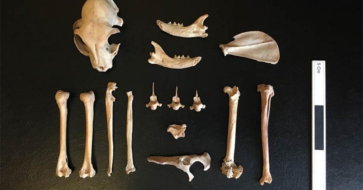 The remains of the cat fund in Kazakhstan. Source: Ashleigh Haruda / MLU