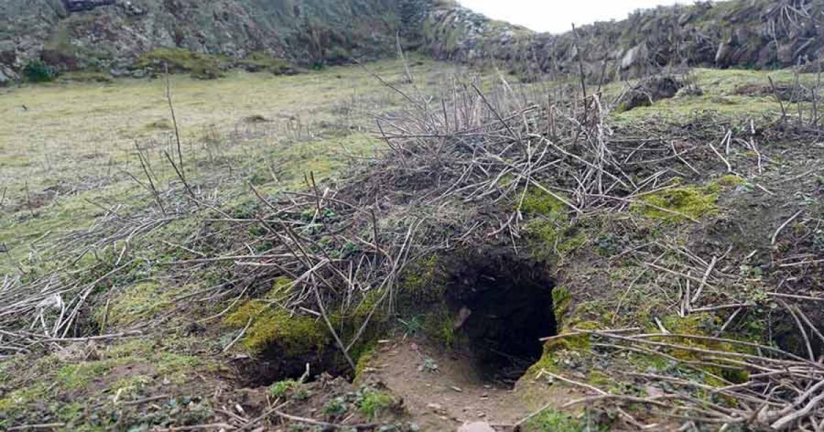 The rabbit hole which produced the prehistoric finds on Skokholm Island.       Source: Richard Brown and Giselle Eagle, WTSWW / Royal Commission RCAHMW).