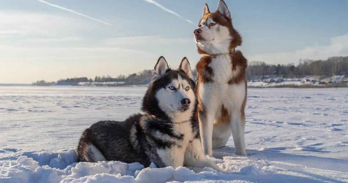 Siberian huskie sled dogs.     Source: Konstantin / Adobe Stock