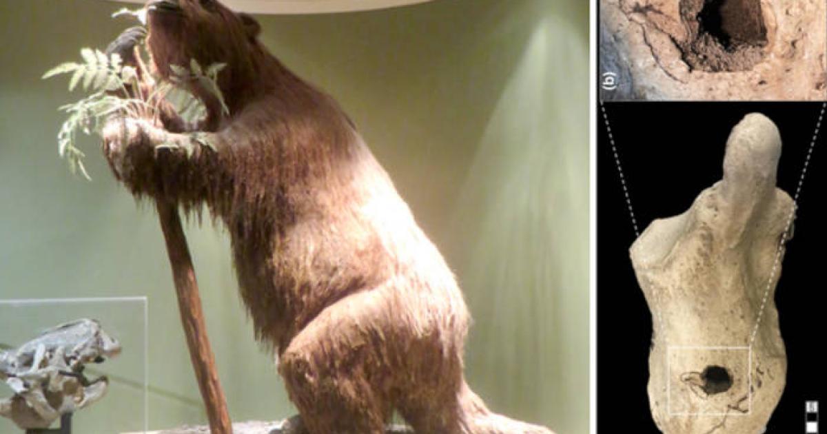Left, A giant sloth reproduction. Right; The 33,000-year-old calcaneus (heel bone) of Lestodon armatus 