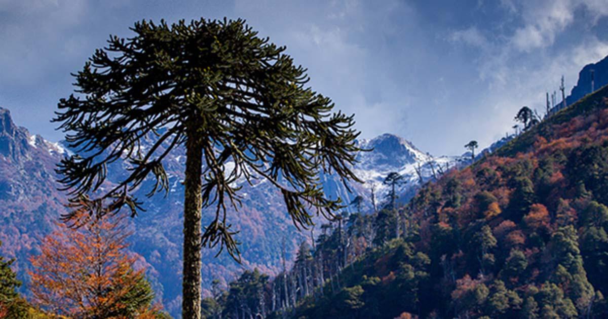 Araucaria over a Nothofagus forest, Araucania Region, Chile.