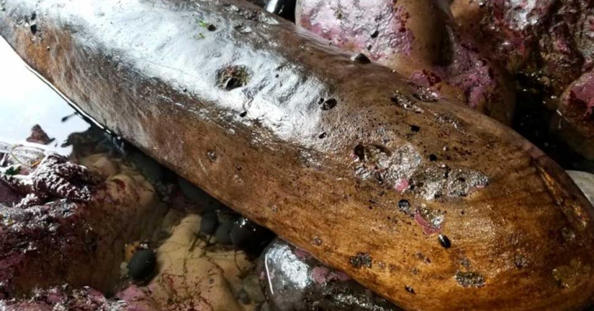 An amateur has found a new piece of timber from the Spanish galleon known as the Beeswax wreck. To date, many artifact fragments have been found on this rough coastline area, including pieces of Chinese porcelain. This image shows an unnamed wooden shipwreck have buried in a sand beach. Source: Scott Williams / Oregon Coast Beach Connection staff