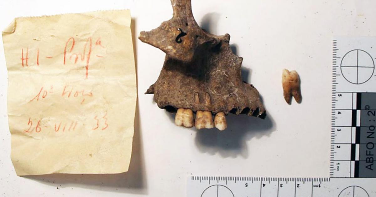 Maxilla and tooth specimen excavated at the Stone Age burial site in Portugal’s Cabeço da Amoreira. Source: Petroteo-Stjerna et. al. / CC BY 4.0