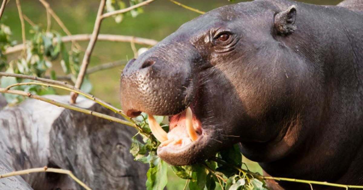 Muzzle of a dwarf Liberian hippo.  
