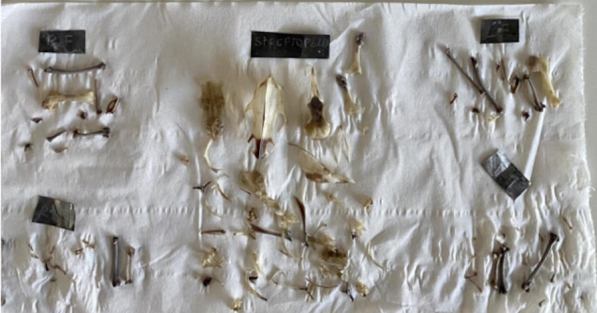 Bones of birds used in the experiments