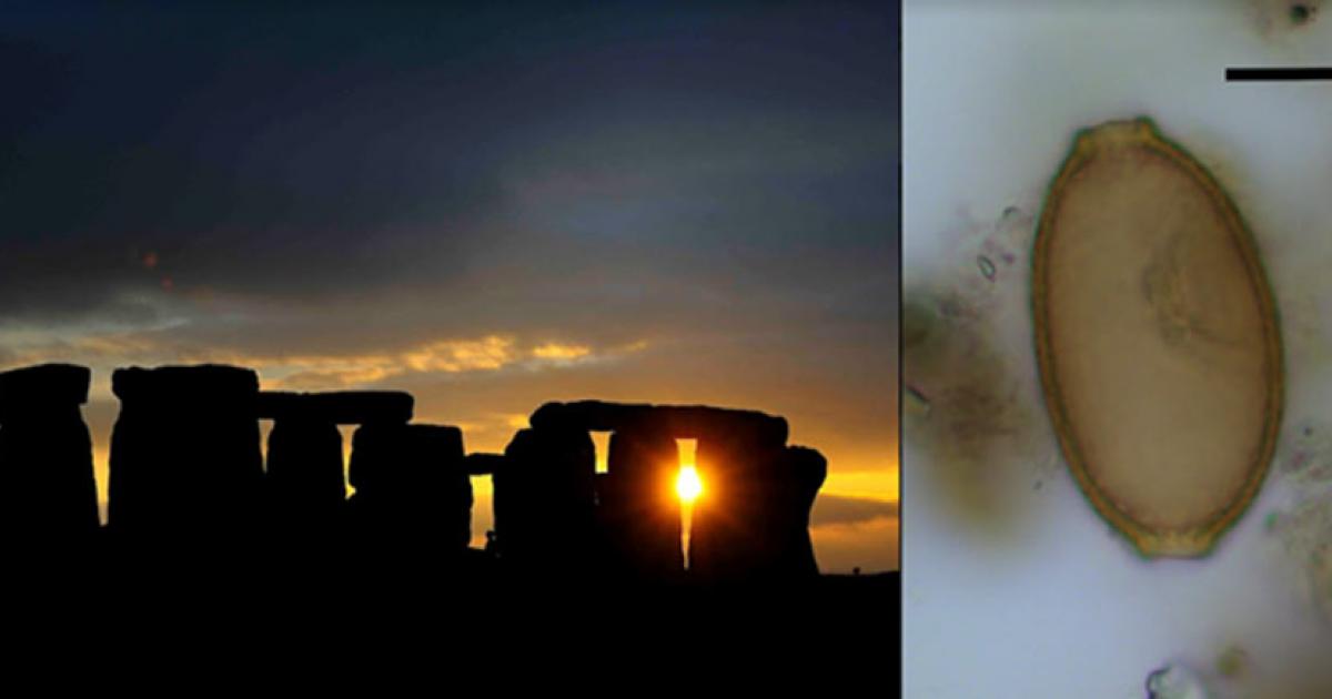 A new study has clearly revealed new information about the people who built Stonehenge (left image) by analyzing their Stonehenge feces! The image on the right shows a parasitic capillariid worm egg found in Stonehenge poop at Durrington Walls.	Source: Left: Adam Stanford; Right: Evilena Anastasiou / Parasitology