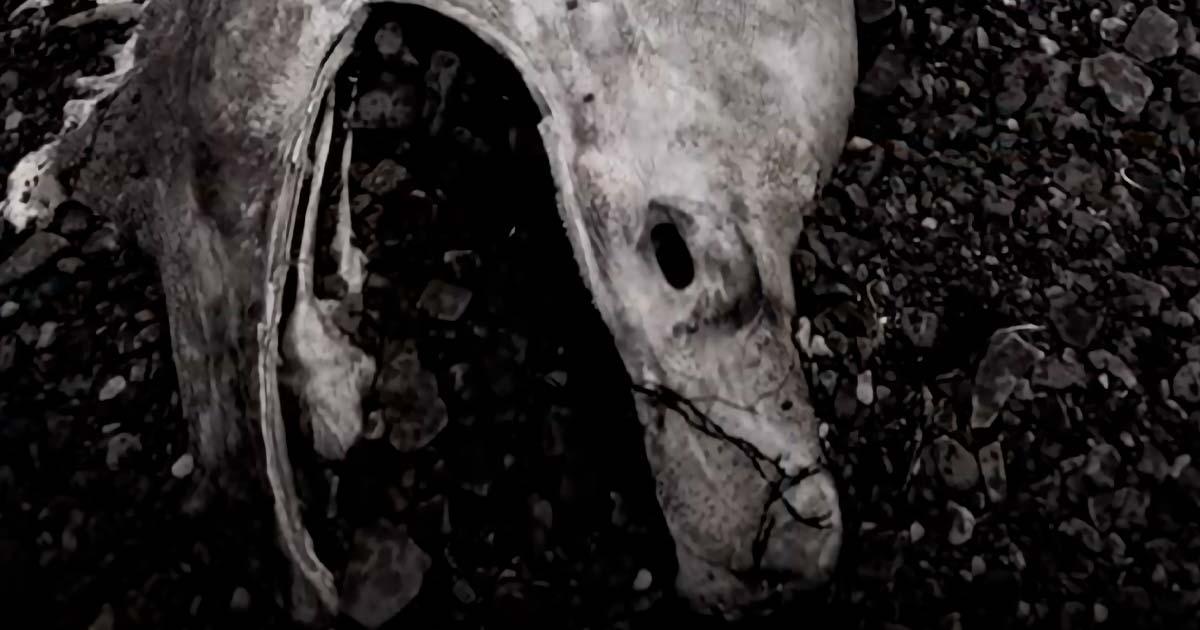 The Stronsay Beast. Source: YouTube Screenshot / History Channel.