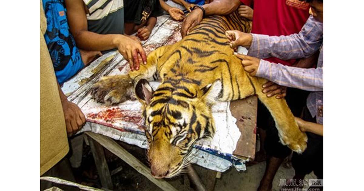 A Sumatran tiger killed in Indonesia in 2016