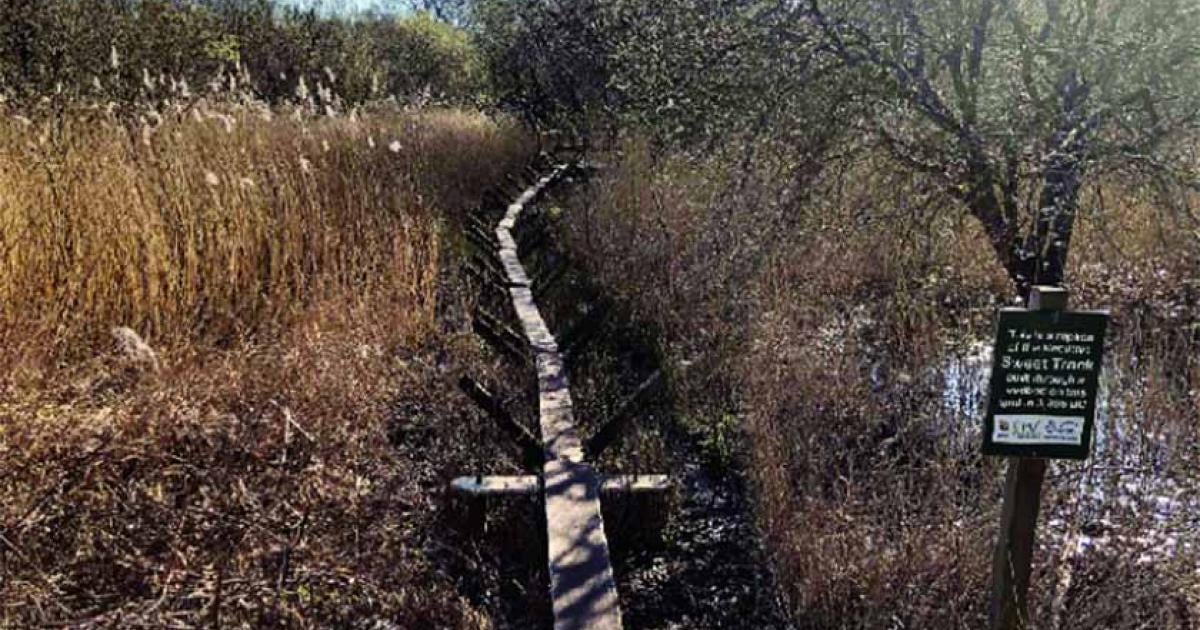 The reconstructed Sweet Track is a walkway aged 5830 years, situated in England's Somerset Levels. Source: International Journal of Heritage Studies/CC BY 4.0