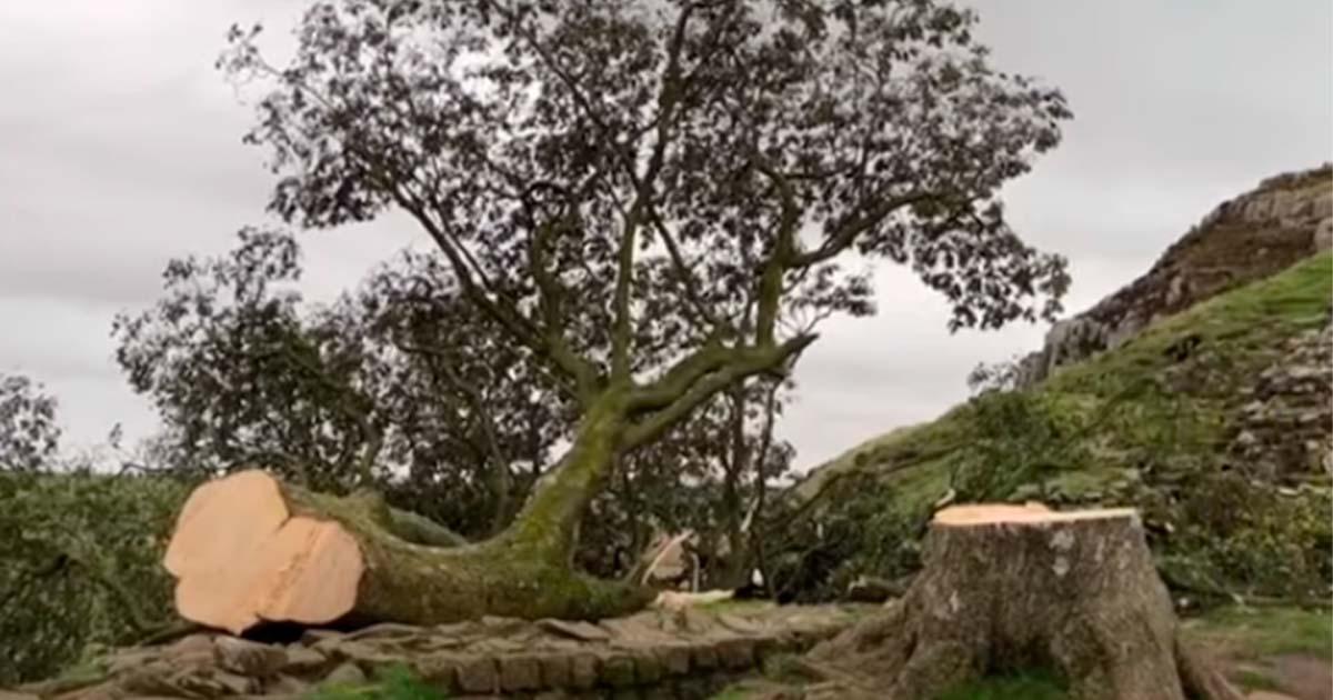 The Sycamore Gap tree near Hadrian’s Wall was cut down by vandals. Screenshot from BBC news release.  Source: BBC News/Youtube Screenshot