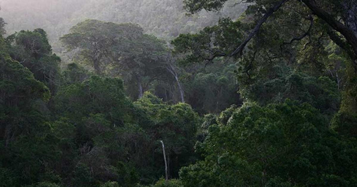 Large trees in image are Yellowwood (Afrocarpus falcatus=Podocarpus falcatus) by Androstachys 