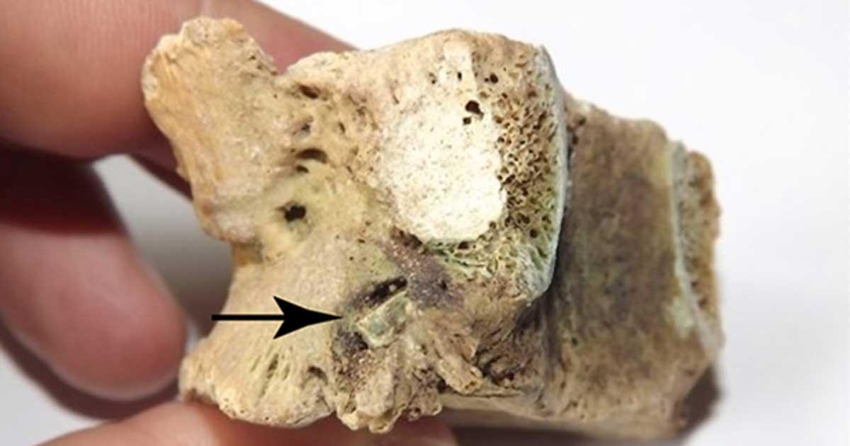 The vertebra of the warrior with an arrowhead embedded in it.