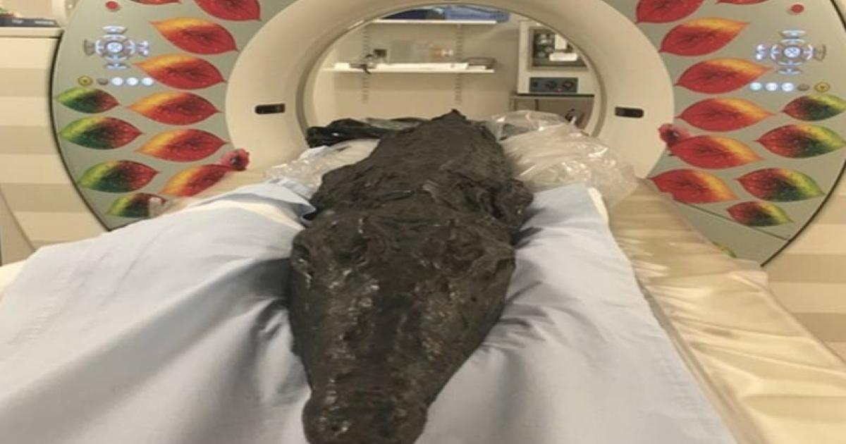 The crocodile mummy entering the CT scanner.	Source: University of Manchester This article is a press release by the University of Manchester, originally titled, “Croc’s deadly last meal in Ancient Egypt unearthed”.