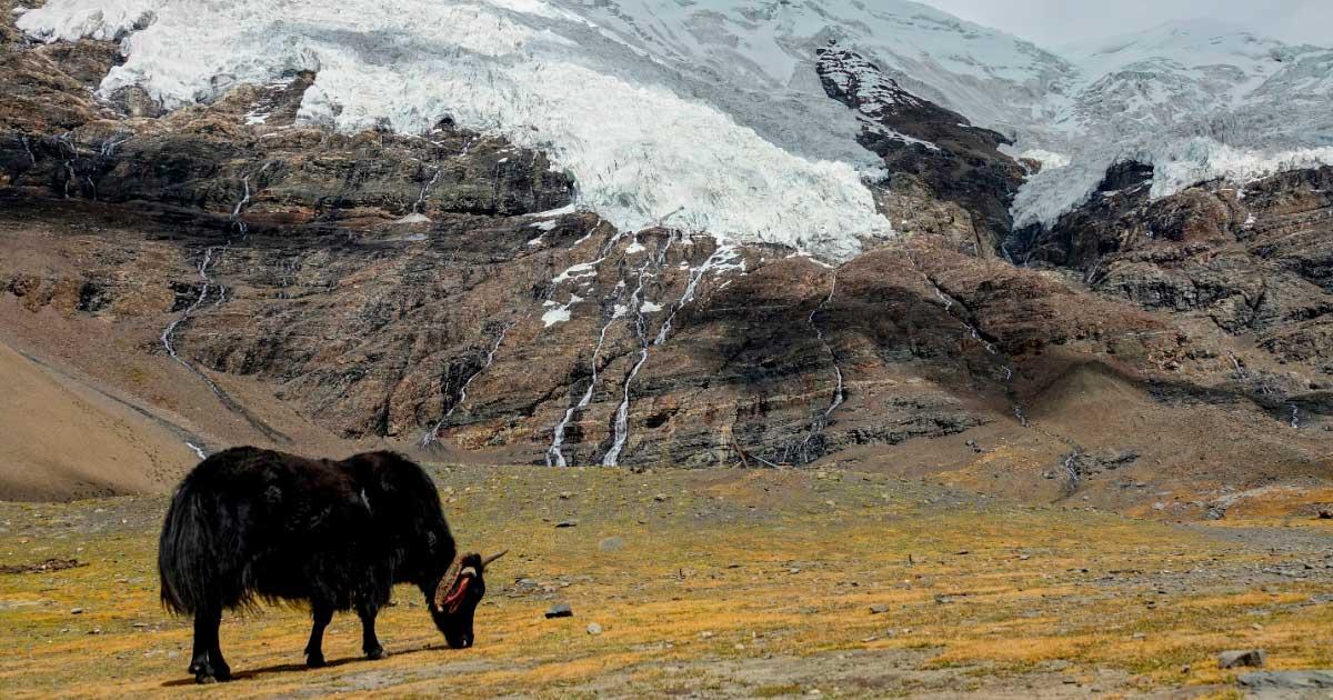 A yak grazes in the meadows under a breath-taking glacier in the Himalayas. Source: helivideo / Adobe Stock