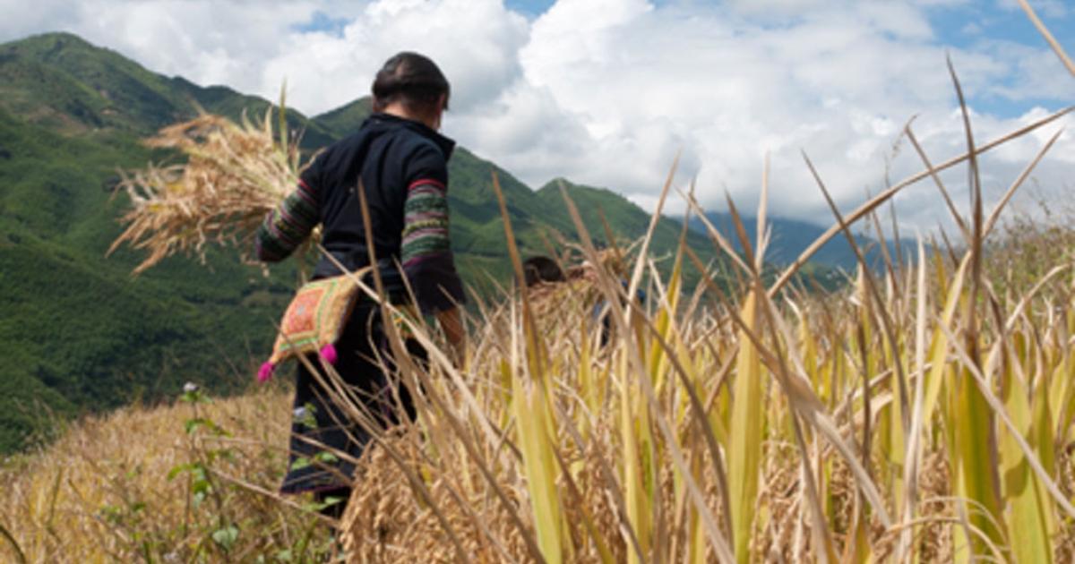 The ancient Timoto-Cuica culture focused on agriculture. Source: Melissa / Adobe Stock
