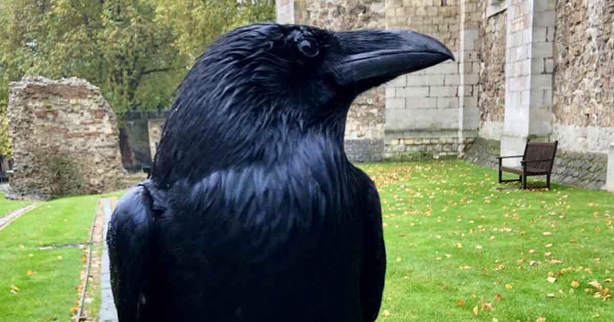 The Prophecy Of The Tower Of London Ravens: Less Than Six Means Doom