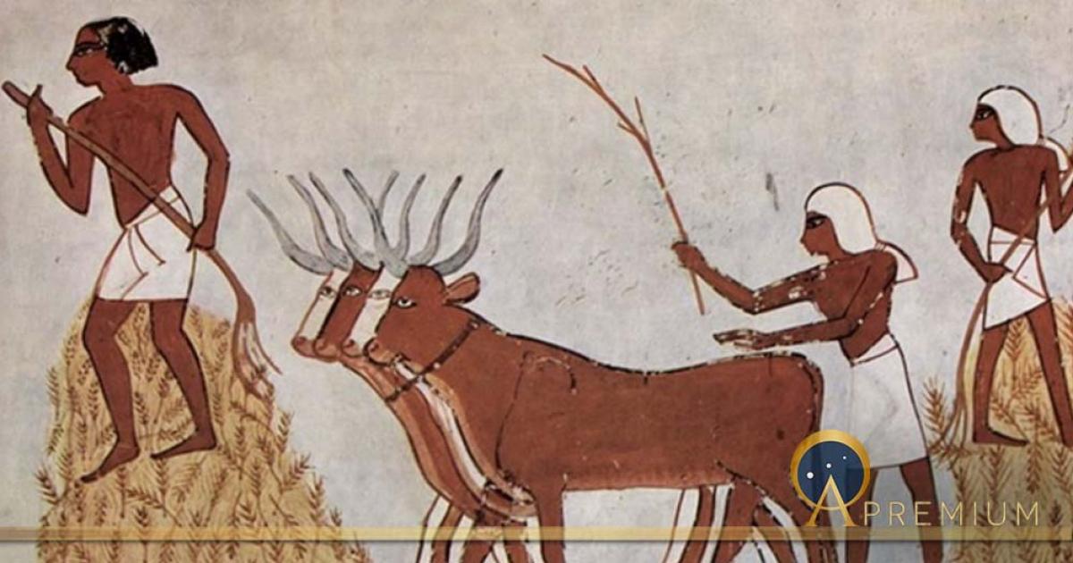 Egyptians with domesticated cattle and corn circa 1422-1411 BC ( Public Domain )