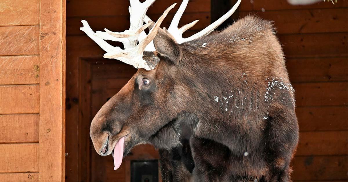 Tycho Brahe Had a Drunken Moose Pet. Source: Andrew / Adobe Stock.