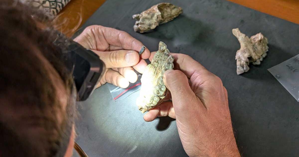 Researcher examining Ledi-Geraru fossils under a headlamp