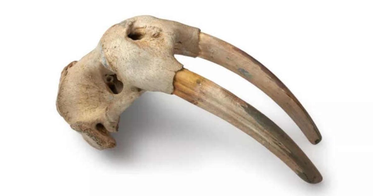 Very Early Trading Between Norse Vikings and Indigenous North Americans Revealed