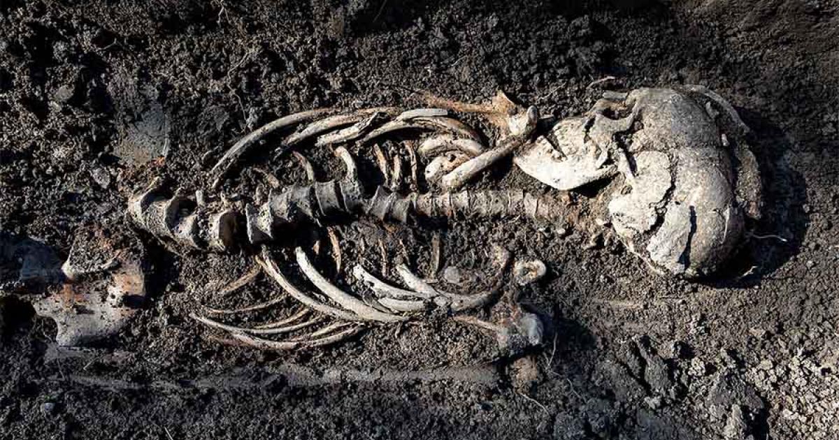 This close-up shot shows one of the Sigtuna Viking burials found north of Stockholm, Sweden. They are believed to be Christianized Vikings who lived about 1,000 years ago. 		