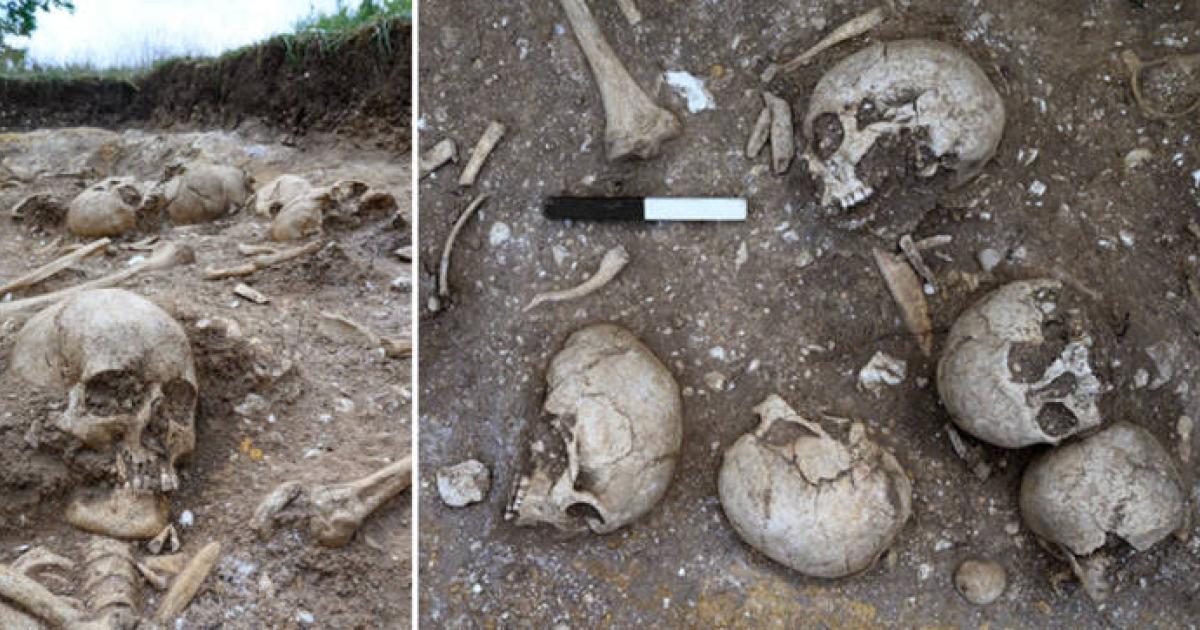 Skeletal remains in the Viking burial pit found at Wandlebury, Cambridgeshire, UK.
