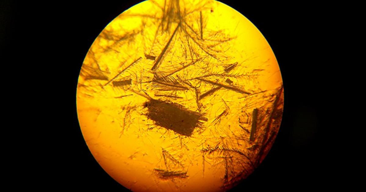 This microscopic image shows what bird feathers and bone fragments look like close up. Branching off the feathers are thin hairs. 