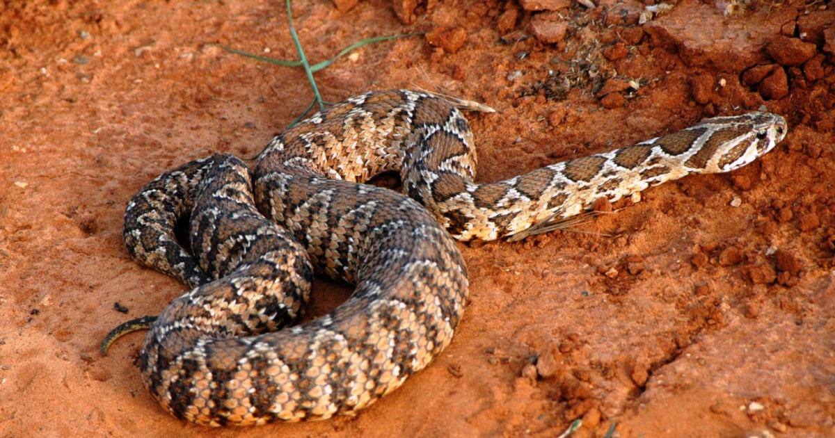 Vipera palaestinae, Israel, the same species seen at the Western Wall